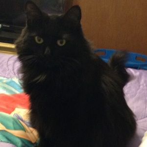 Meet your Posher, Ariel